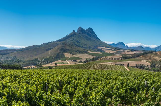 Stunning view of vineyards with mountain backdrop in Cape Winelands, South Africa
