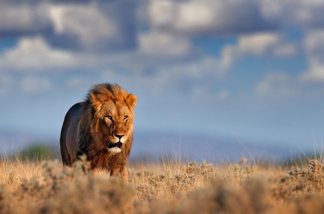 Lion in Etocha National Park