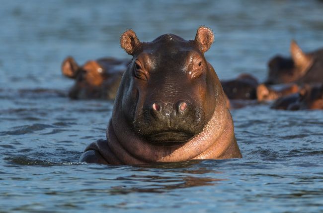 Hippopotamus swimming in the Zambezi River