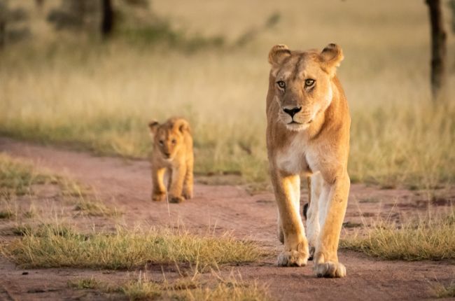 Mother lion walking with baby cub behind her