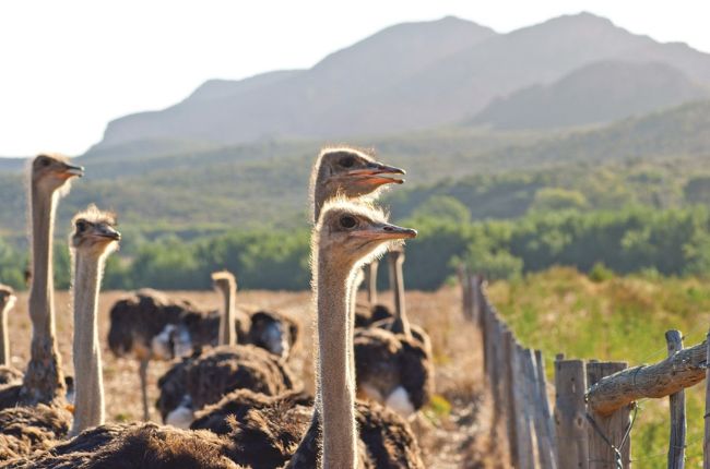 Ostriches in Oudtshroon with mountains in the background