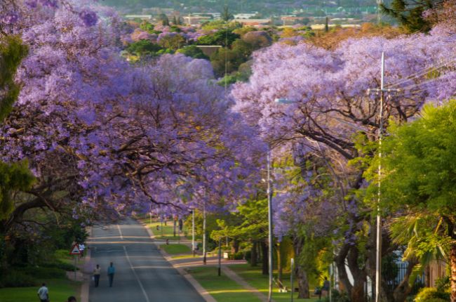 Street with purple leaves trees in Pretoria