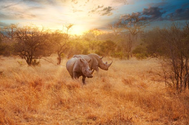 Rhinos South Africa