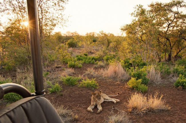 lion cub resting whilst the sunsets on a safafi