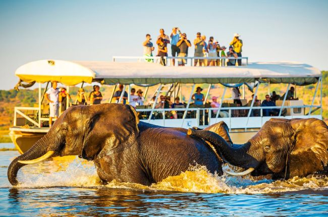 Elephants crossing the Chobe River in front of a boat of tourists
