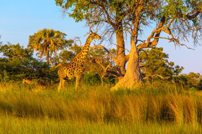 Giraffe in the wilderness in Chobe National Park, Botswana