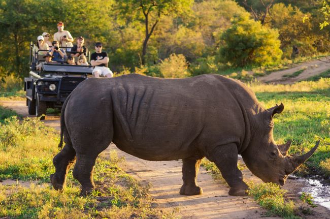 Rhinoceros crossing path with tourists in the background watching