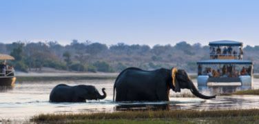 Elephants crossing the Chobe River in Botswana, with tourist boat watching
