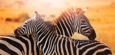 sun shinning on two zebras hugging