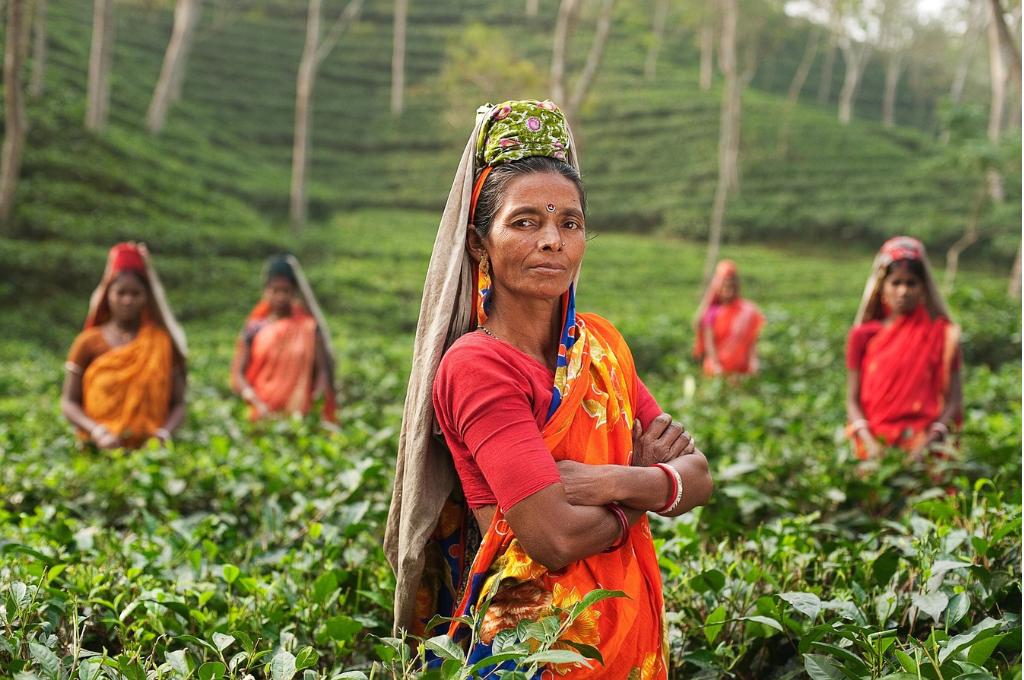 Indian Lady Tea Plantation