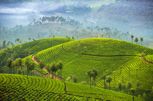 Tea Kerala Landscape