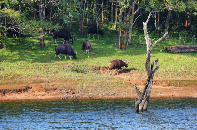Wild Buffalo Kerala