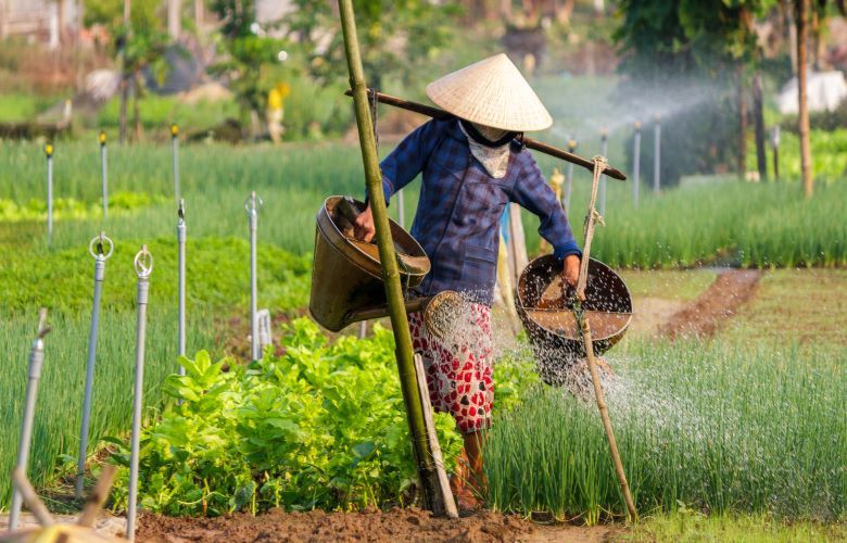 Vietnamese lady farmer watering vegetables