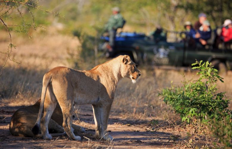 Lioness on dusty track with tourists in background taking images