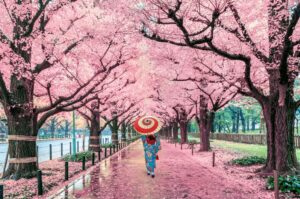 Woman walking in park with cherry blossom trees