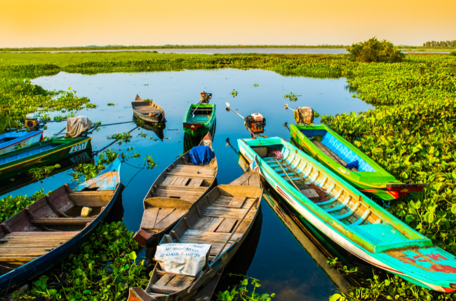 Lotus Farm Cambodia