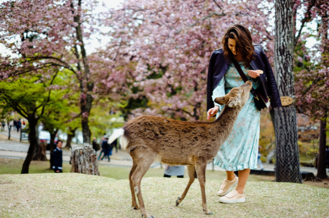 Solo Traveller with Deer - Nara Park 