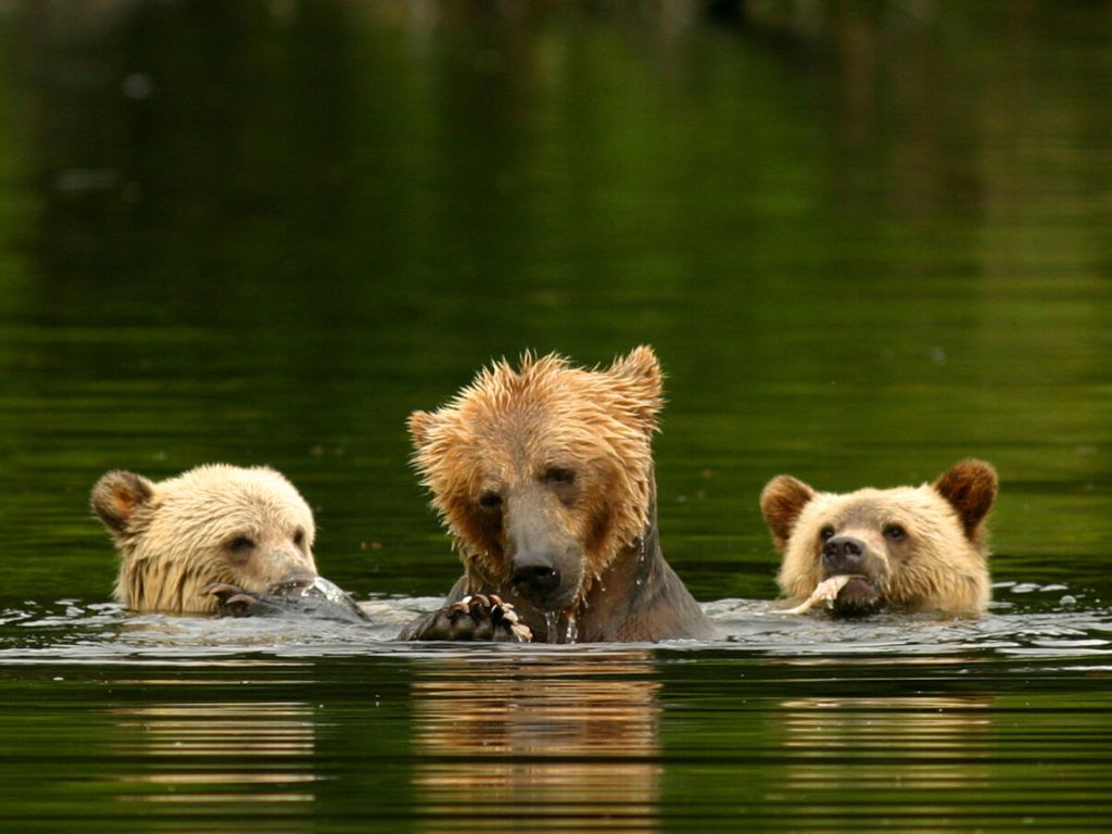 Bears