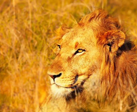 South Africa Lion