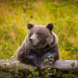 bear resting on log