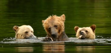 Knight Inlet Lodge, bear cubs