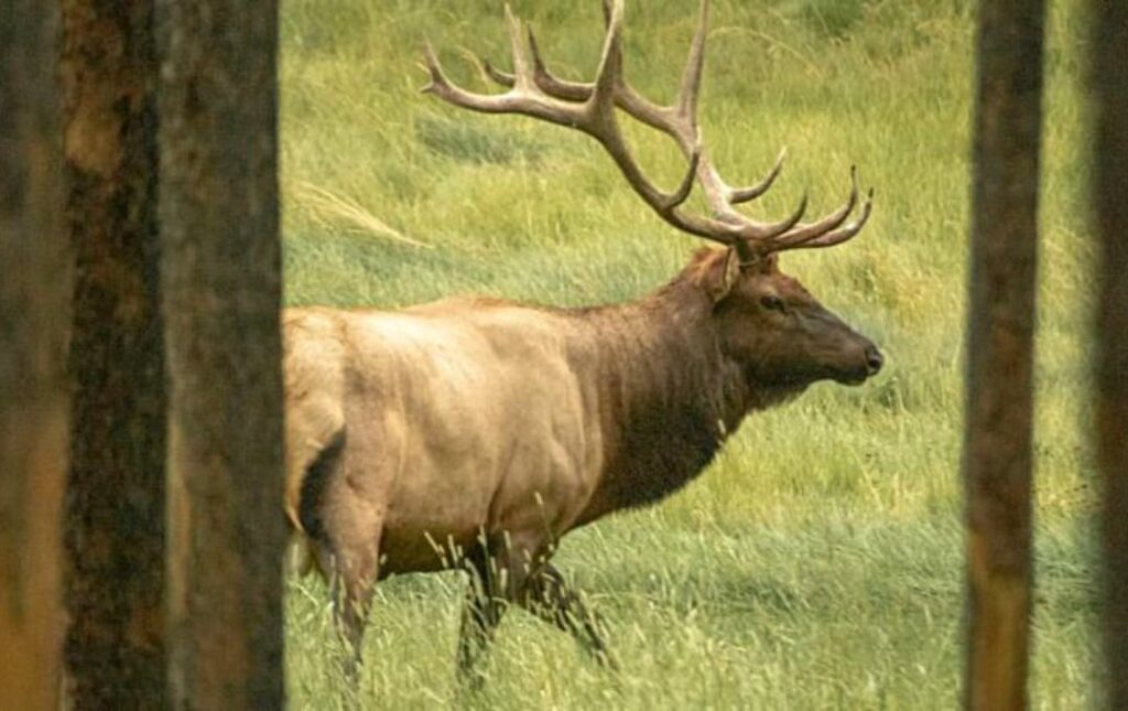 Evening-Wildlife-Safari Banff