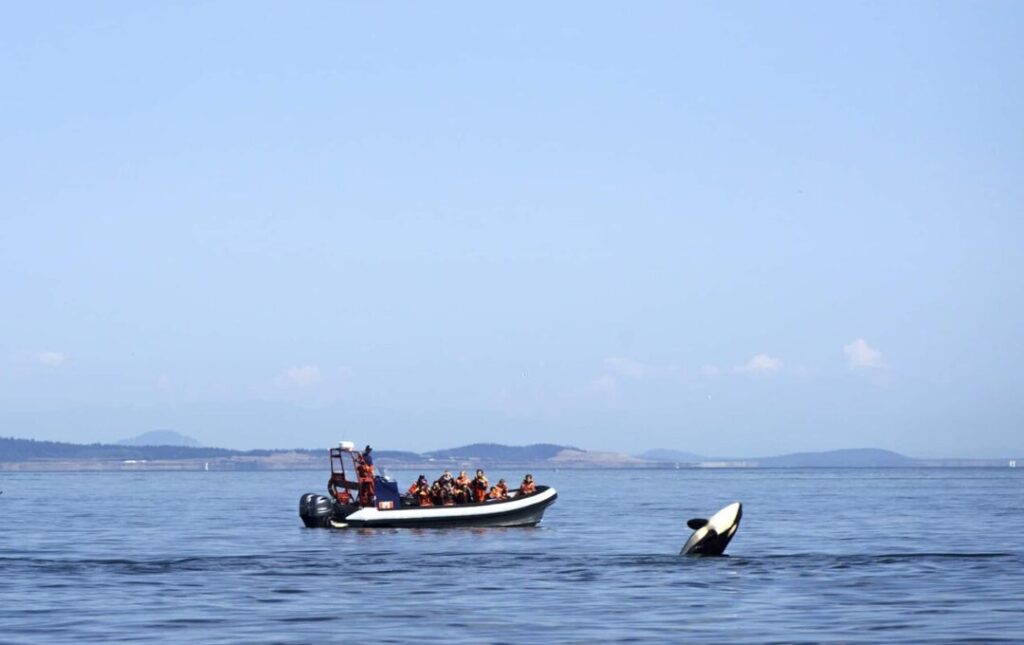 Zodiac Boat orca spirit cruises watching whale