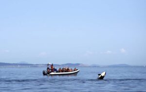Zodiac Boat orca spirit cruises watching whale