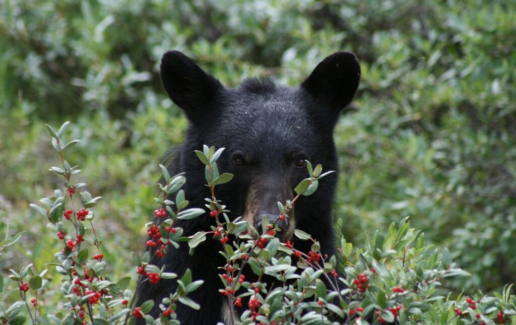 Jasper WILDLIFE-DISCOVERY-TOUR