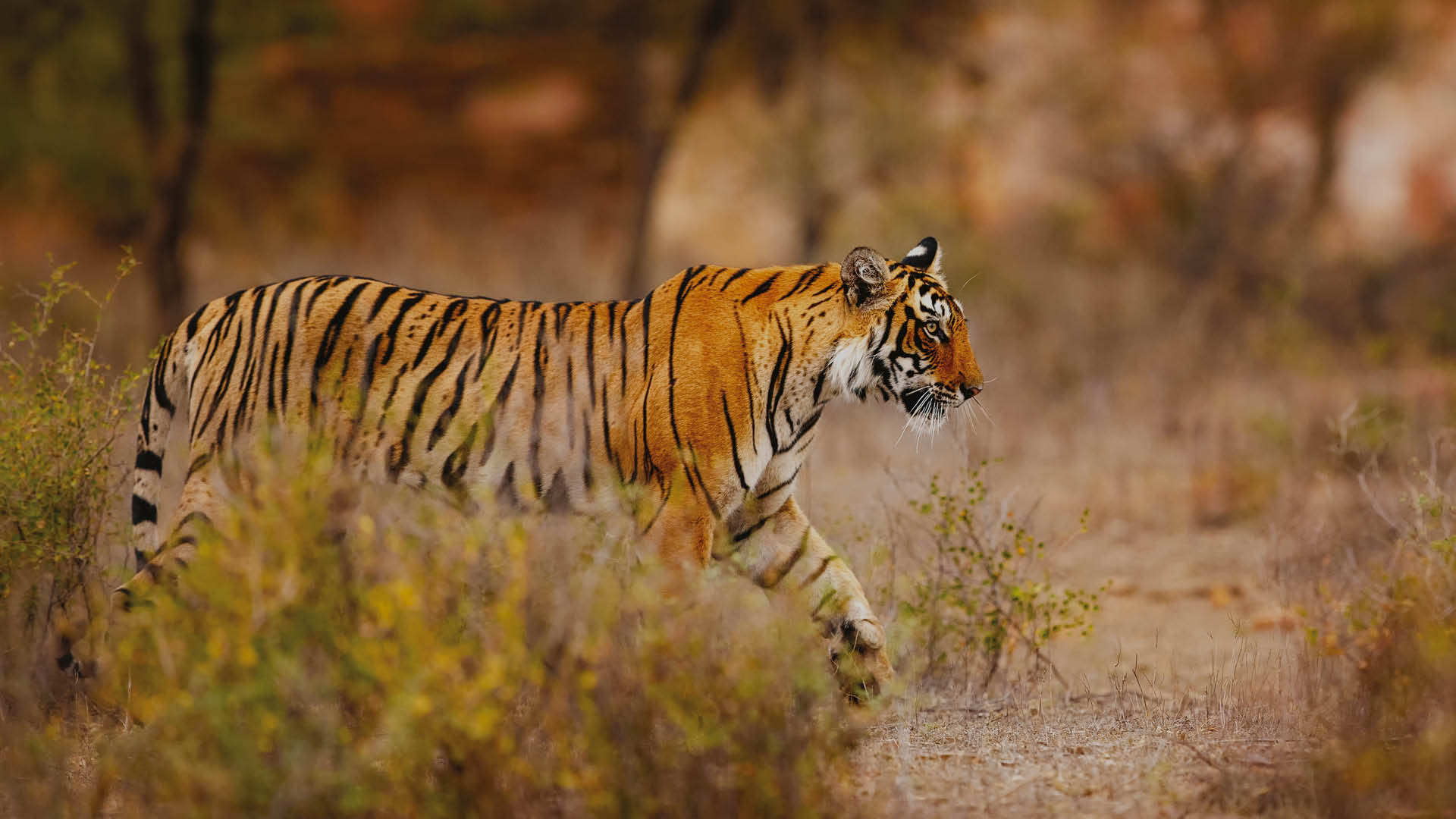 The Golden Triangle & Ranthambore