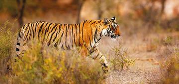 The Golden Triangle & Ranthambore