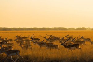 Velavedar Blackbuck national park