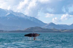 Kaikoura whalewatching New Zealand