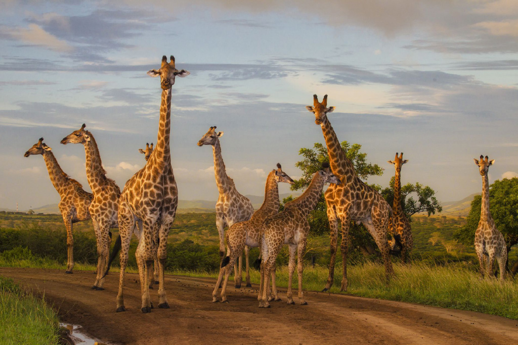 Zulu Nyala Heritage Safari Lodge, Hluhluwe