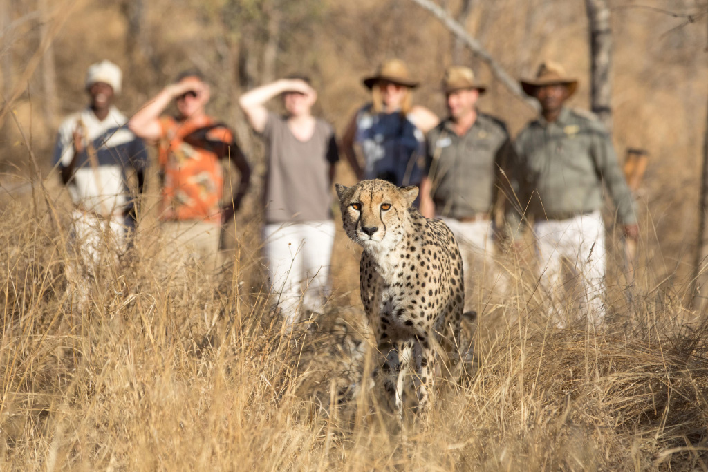 Chisomo Safari Camp, Karongwe Private Game Reserve