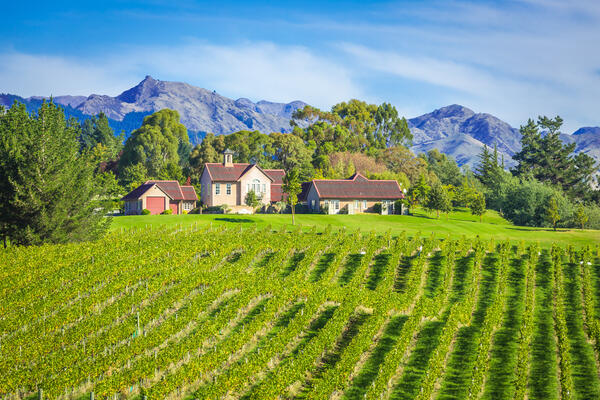 new zealand winery and fields